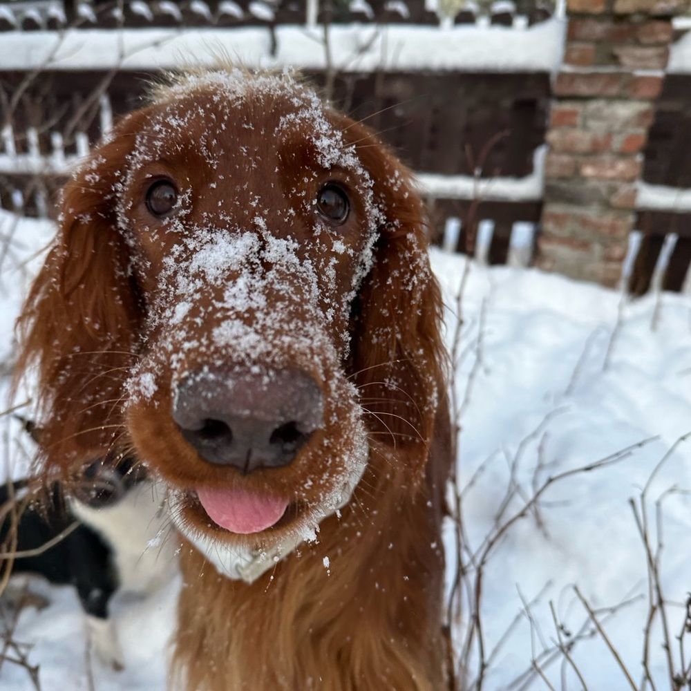 Meet your Posher, Misa